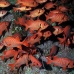 soldierfish_sub_ci_v_0090_cos0850.jpg